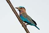 Indian Roller - Click for larger image