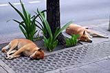More sleeping dogs; you will see stray dogs absolutely everywhere in Thailand apart from Muslim villages - Click for larger image