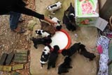 Milk for the pups - Click for larger image