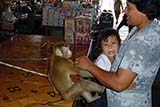Some monkeys are well behaved but never meddle with macaques - Click for larger image