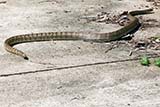 Large snake near Tesco Lotus - Click for larger image