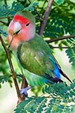 Parrot on the loose - Click for larger image