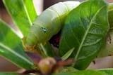 Oleander Hawk Moth Caterpillar - Click for larger image