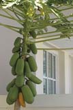 Papaya tree - Click for larger image