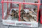 Caged birds - Click for larger image