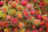 The red, hairy fruit - Click for larger image The red, hairy fruit - Click for larger image