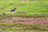 Red Wattled Lapwing - Click for larger image