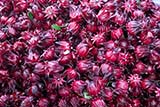 Roselle - Click for larger image Roselle - Click for larger image