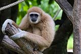 Gibbon at Songkhla zoo, Thailand - Click for larger image