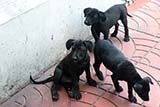 Stray pups in the Chinatown area of Bangkok - Click for larger image