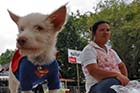 Superdog - Click for larger image