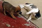 Temple cat and pup - Click for larger image