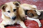 Temple pup and mother - Click for larger image