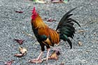Temple rooster - Click for larger image