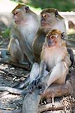 See no evil, hear no evil, speak no evil - Click for larger image