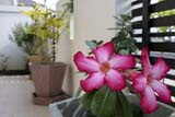 Tropical plants in my garden - Click for larger image