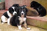 Twelve abandoned pups - Click for larger image