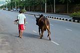 Taking the bull out for a walk - Click for larger image