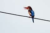 White-throated Kingfisher - Click for larger image