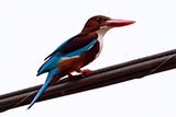 White-throated Kingfisher - Click for larger image