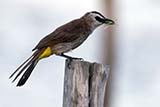 Yellow-vented Bulbul - Click for larger image