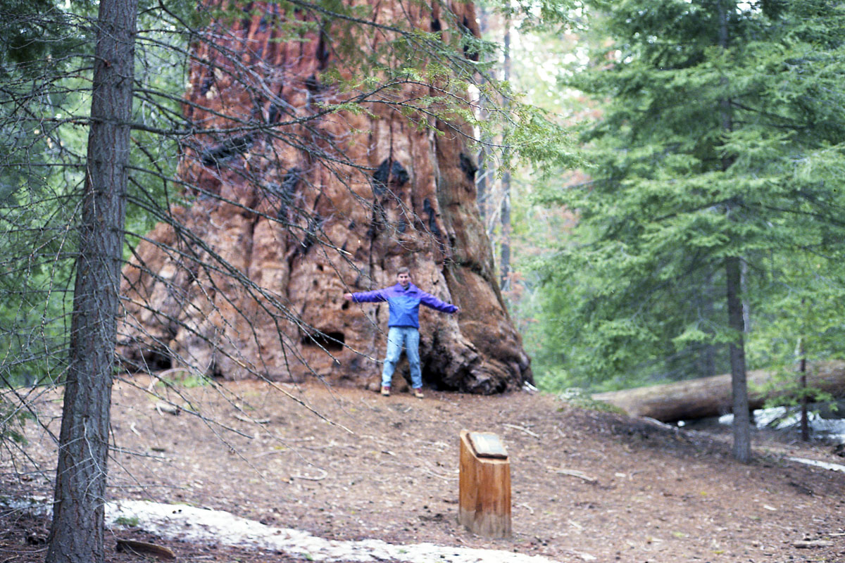 Tree planting expedition in Sequoia National Park