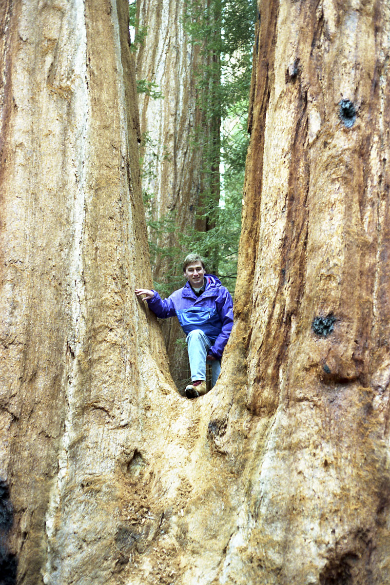 Tree planting expedition in Sequoia National Park