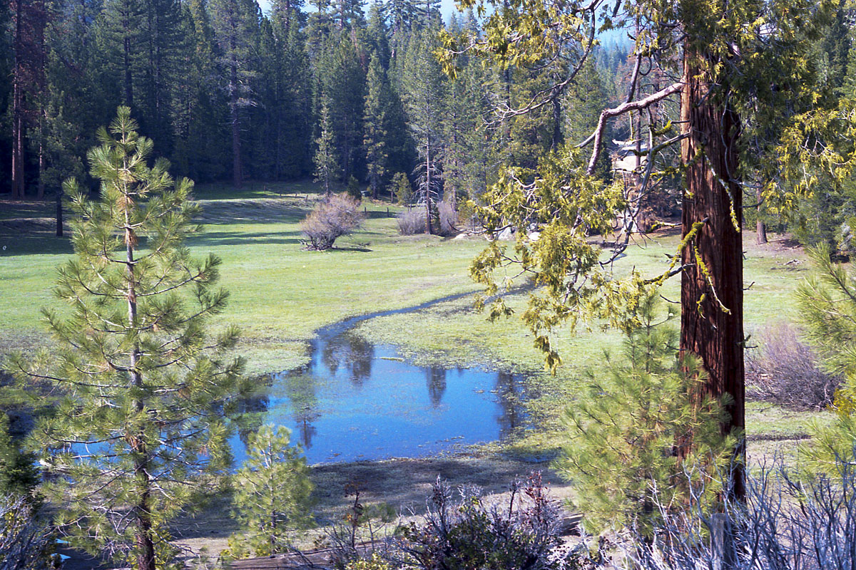 Tree planting expedition in Sequoia National Park