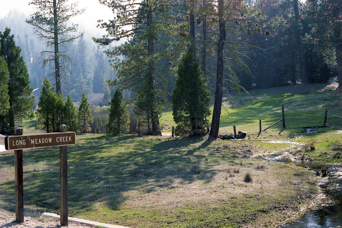 Tree planting expedition in Sequoia National Park