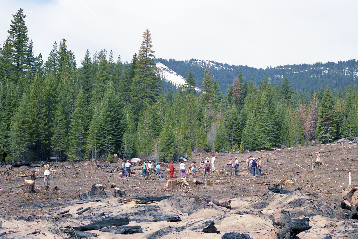 Tree planting expedition in Sequoia National Park