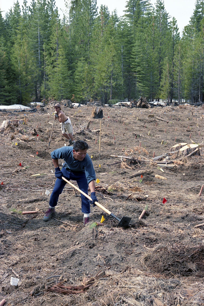 Tree planting expedition in Sequoia National Park