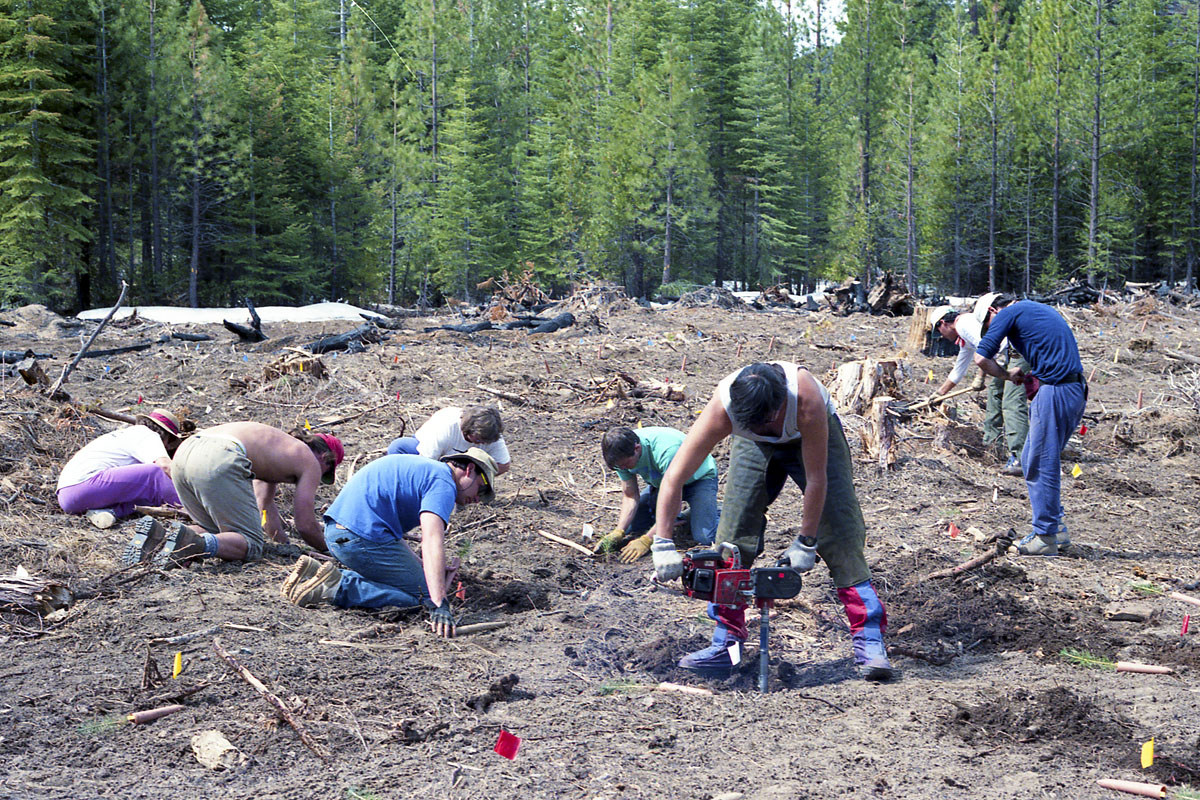 Tree planting expedition in Sequoia National Park