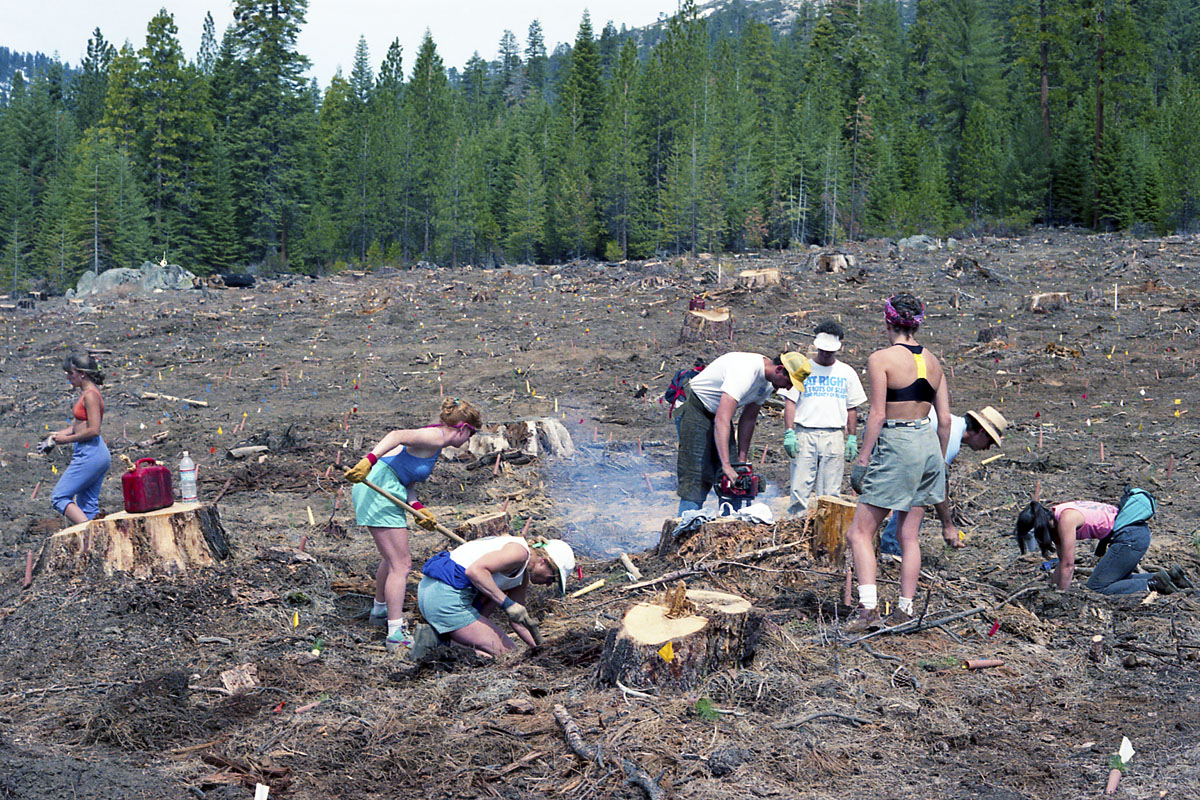Tree planting expedition in Sequoia National Park